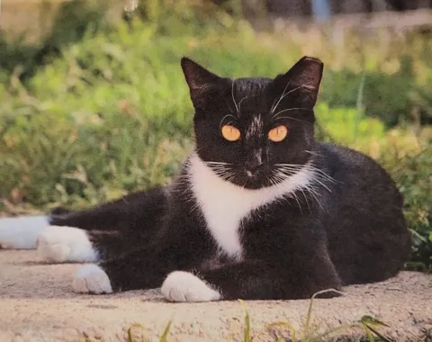 Emergency feral cat outlet shelter